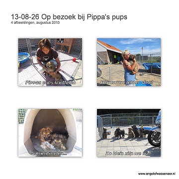 Op bezoek bij Pippa's pups